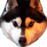 Vipu